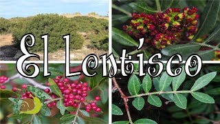 Lentisco descripción cultivo y cuidados [upl. by Hortensa323]