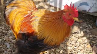 Pekin Bantams enjoying the Autumn Sun [upl. by Jessabell869]