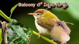 బాల్కనీలో పిట్టల గూళ్లు Tailor Birds Nests in my balconyTelugu Gardener with artsbirds fellsaved [upl. by Hildegaard]