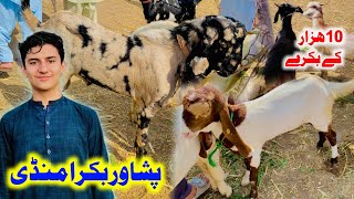 Bakra Mandi peshawar latest updates  Goat Market  doodh wali bakri  bakra mandi pakistan [upl. by Past]