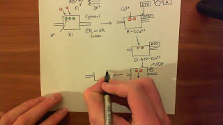 The Sarco  Endoplasmic Reticulum Calcium ATPase SERCA Part 2 [upl. by Boothman]