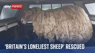 Britains loneliest sheep rescued from remote shore in Scottish highlands [upl. by Aitnecserc805]