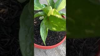 Anthurium obor variegata mint [upl. by Kcirddec298]