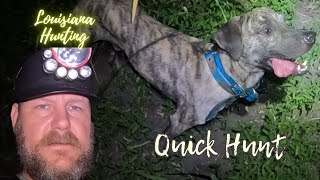 Quick Hunt louisianahunting raccoon dogtraining [upl. by Jain]