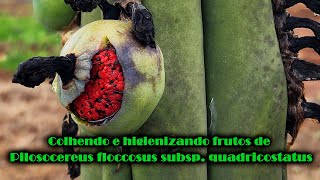 Colhendo e higienizando frutos de Pilosocereus floccosus subsp quadricostatus [upl. by Radmilla976]