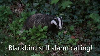 Daylight footage as badger nervously sniffs the air blackbird alarm calls and badgers squabble [upl. by Anchie]