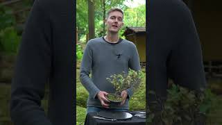 Creating a Hornbeam Bonsai shorts [upl. by Gaskin338]