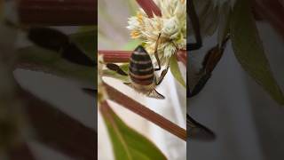 Honeybee Buzzing with joy on the lovely Ponnankanni flower shorts [upl. by Yaeger]