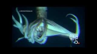 Giant Squid Architeuthis footage January 27 2013 [upl. by Mixam325]