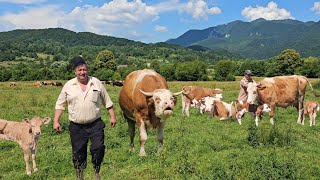 CIREADA DE VACIVITEI SI UN TAUR PERICULOS LA STANA DIN BUCEGI A LUI CORNEL CHITU [upl. by Glenna]