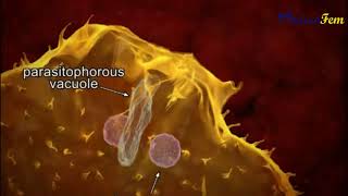 Trypanosoma cruzi  Parasitic Life Cycle in Human Host [upl. by Kendry]