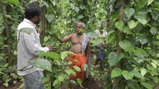 Organic betel leaves Organic viledele leaves [upl. by Wager]