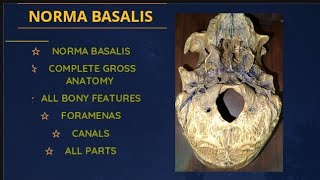 Norma Basalis with skull demonstration Head and neck module Gross anatomy [upl. by Dempsey]