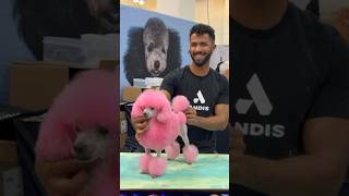 Pink poodles are always trending 💖 cutedog doggrooming 🎥 by Natache [upl. by Nirehtak]