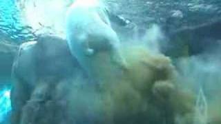 Polar Bear Poops Underwater Original [upl. by Lebatsirc]