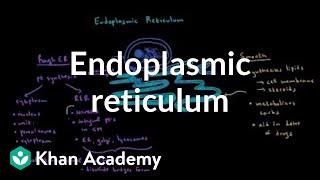 Endoplasmic reticulum and golgi apparatus  Cells  MCAT  Khan Academy [upl. by Corotto]