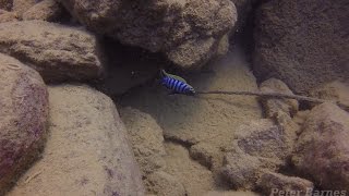 Cynotilapia zebroides at Nkhata Bay [upl. by Marie]