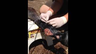 Flushing an open fetlock joint [upl. by Schoening]