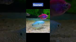 Three spot gourami gourami threespotgourami [upl. by Nalod]