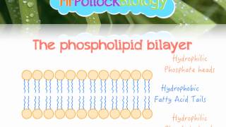 The Fluid Mosaic Model of the Cell Membrane [upl. by Balf22]