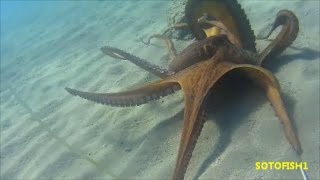 GREECE SPEARFISHING OCTAPUS 4 ΚΙΛΑ ΧΤΑΠΟΔΙ ΜΕ ΜΥΑΛΟSOTOFISH1 [upl. by Kciregor]