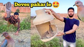 jangli doves ko pakar liya  5 wild Doves pakar li 🤩 [upl. by Debee]