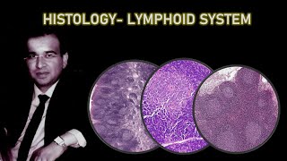 HISTOLOGY OF LYMPHOID SYSTEM Dr Ashwani Kumar [upl. by Boylan40]