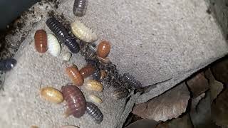 Colorful Gem Mix Armadillidium Vulgare Isopods [upl. by Drhacir]