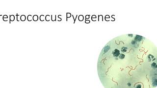 Batteriologia  lezione 7 Streptococcus Pyogenes [upl. by Atnim936]