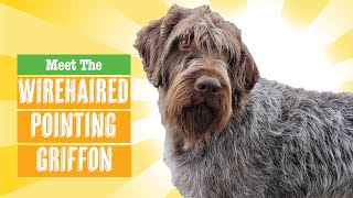 ALL ABOUT GERMAN WIREHAIRED POINTERS [upl. by Nreval]