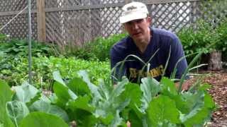 Worms Eating Mulch So Fast I Need to Find New Mulch Source [upl. by Felita777]