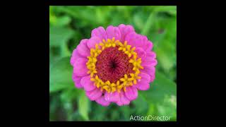 Zinnias in the Garden💐 [upl. by Rosanne]