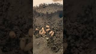 Week 3 of a Myrmecocystus mexicanus colony Pupae and Larvae [upl. by Sunny161]