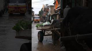 Ox cart vegetable seller in mandawa [upl. by Lalaj]