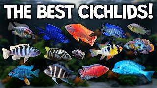 Popular African Cichlids for your aquarium tank Lake Malawi Victoria Tanganyika [upl. by Adnilev]