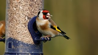 How to Attract Birds to Your GardenTutorial [upl. by Lyreb266]