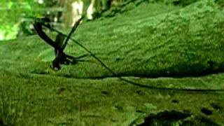 Ichneumon Wasp withdrawing really long ovipositor [upl. by Soilissav500]