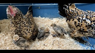 3 Week Old Bantam Chicks  Lemon Millefleur Sablepoot Bantams  Bantam Chicks Update  Cute Chicks [upl. by Vale]