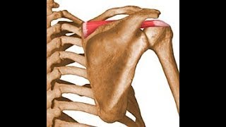 Proper supraspinatus exercise [upl. by Hogle]