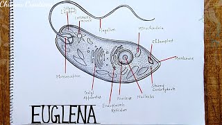 Euglena diagram How to draw Euglena diagram  Labelled diagram of Euglena [upl. by Yenaled]