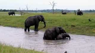 Elephants of Tintswalo Elephant herd having fun [upl. by Clim]