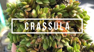 Crassula Lanuginosa var Pachystemon David [upl. by Salvadore]