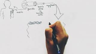 Muscle Structure  Hindi   Muscle contraction part I [upl. by Acinomahs]