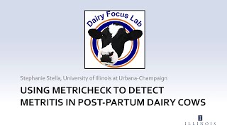 Using Metricheck to detect metritis in postpartum dairy cows [upl. by Ahsuatal]