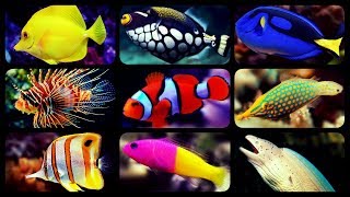 TYPES OF SALTWATER AQUARIUM FISH  CORAL REEF TANK FISH  SHARKS  PUFFERS  CLOWNFISH [upl. by Nawat944]