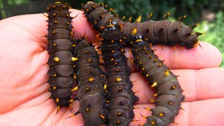 Giant Birdwing Butterfly Caterpillars Ornithoptera priamus Cairns Birdwing [upl. by Leahcimaj]