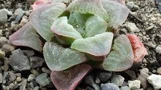 How Im Planting Haworthia Pygmeae Seeds Part 1 [upl. by Trish]