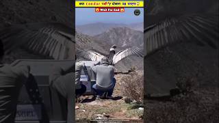 इस पक्षी 🦅ने तो सबको हैरान कर दिया 😱😨 [upl. by Anuaf]