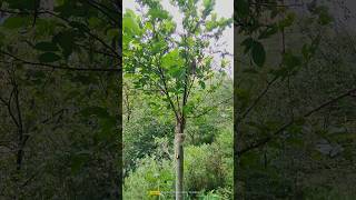 Persimmon grafting update cleft Grafting persimmon tree [upl. by Eanad]