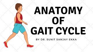 Gait Cycle Muscle Activity [upl. by Notsek]